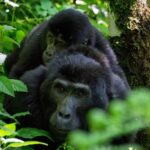 gorilla trekking on a safari tour