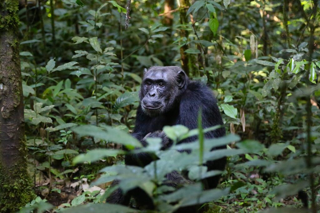 chimpanzee uganda monkey.