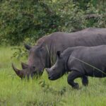 ziwa rhinos uganda.jpg