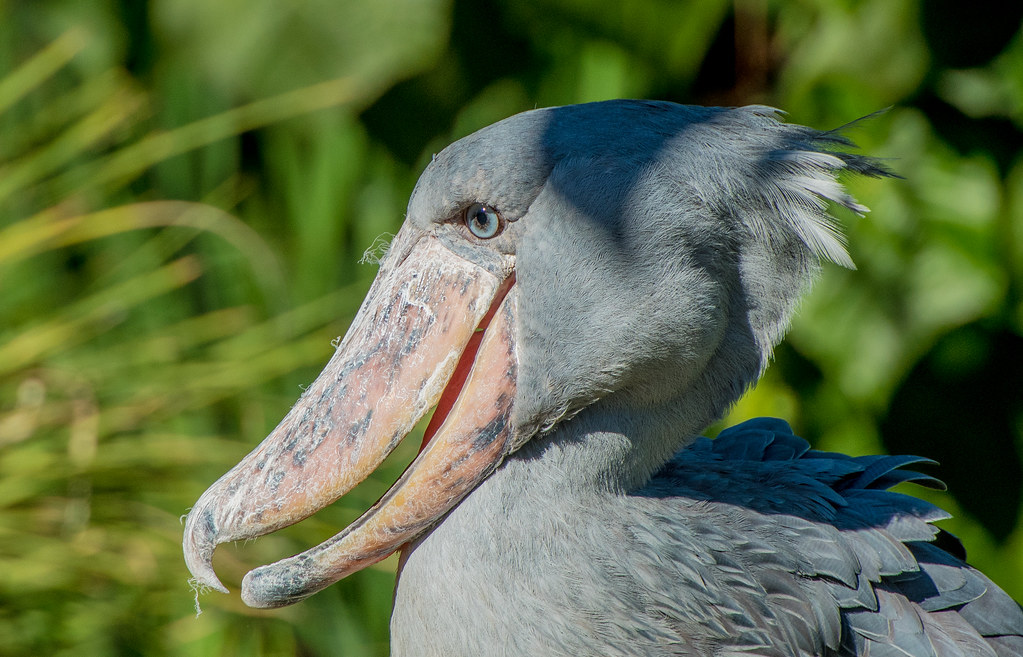 shoe bill safaris and other birding experiences
