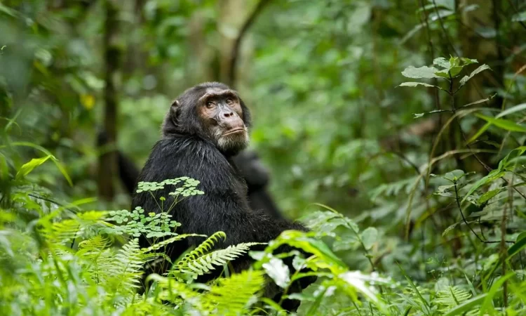 chimpanzee-trekking-kibale