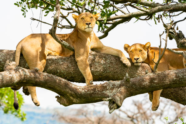 Tree-climbing lions in Uganda