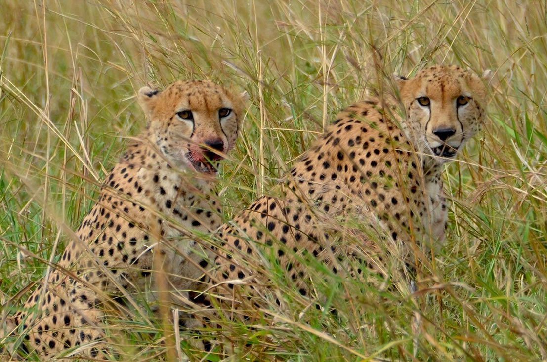 Cheetah in Queen Elizabeth National Park