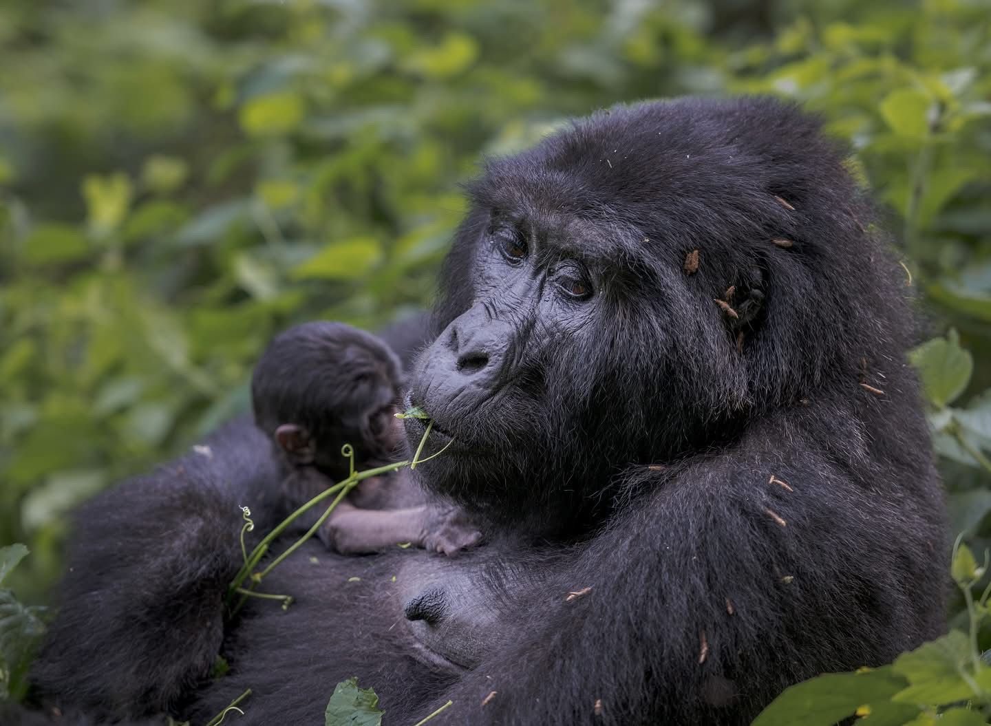 Gorilla carrying her baby while eating