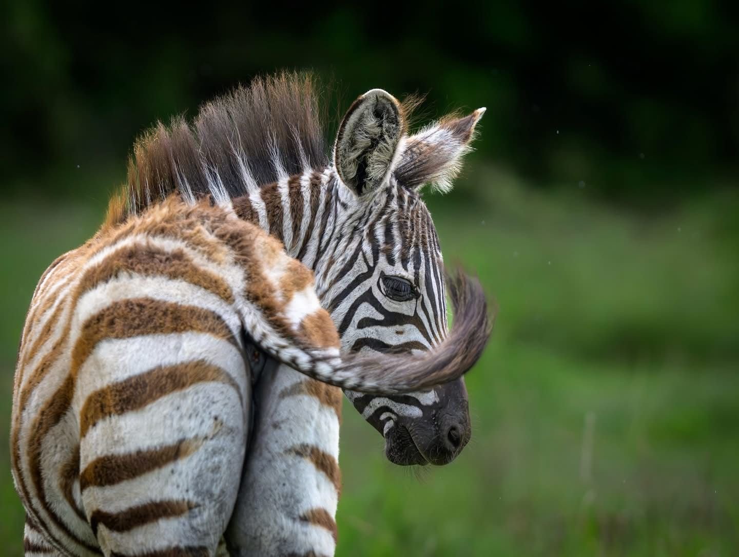 Zebras in Lake Mburo National Park